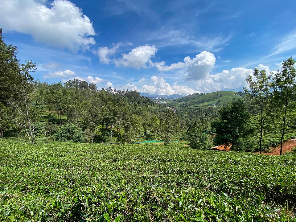 Coonoor Tea Estates
